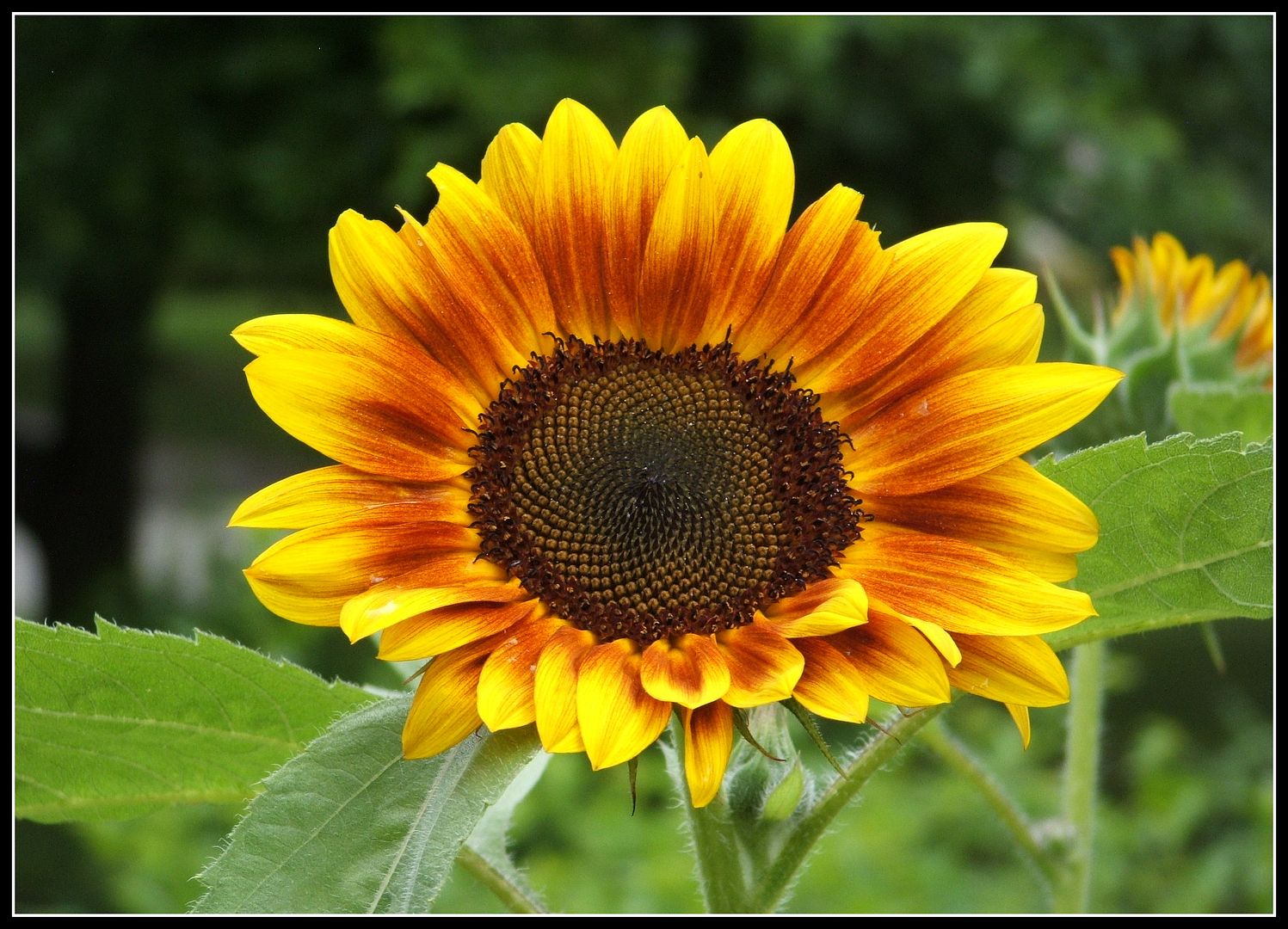 God's Growing Garden Procut Bicolor Sunflower Part 1